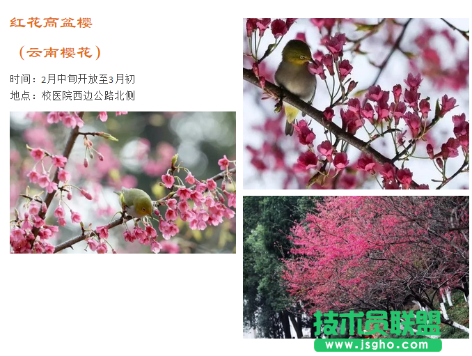 2017武大樱花门票预约地址是多少？武大樱花预约时间是什么时候 三联
