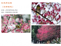 2017武大樱花门票预约地址是多少？武大樱花预约时间是什么时候