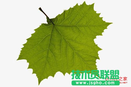 PPT中插入图片的背景色去除方法   三联