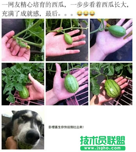 LOL囧图