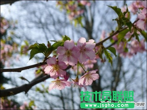 跟着好照片学后期 调出日系淡雅花卉 三联教程
