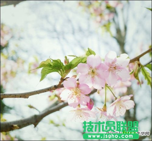 跟着好照片学后期 调出日系淡雅花卉