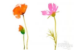 好照片教你打造清新花卉摄影作品