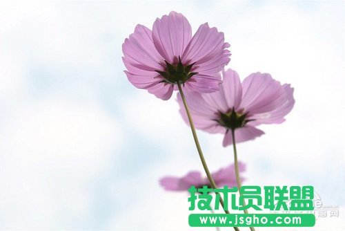 好照片教你如何打造清新花卉摄影作品